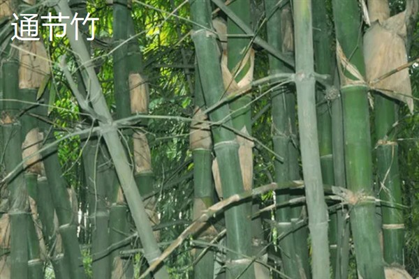 竹子怎样做防腐处理，需放在石灰水中浸泡1-2天