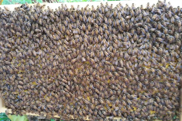 两脾蜂一月可以发展几脾，根据蜜蜂品种和养蜂技术决定