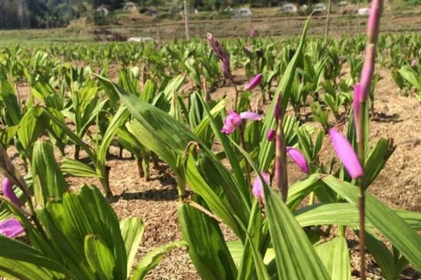 白芨的种植效益，一亩地的纯利润为2万元左右