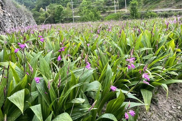 白芨的种植效益，一亩地的纯利润为2万元左右