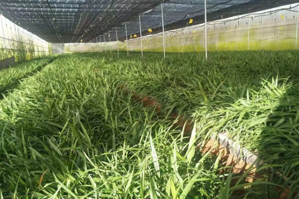 白芨的种植效益，一亩地的纯利润为2万元左右