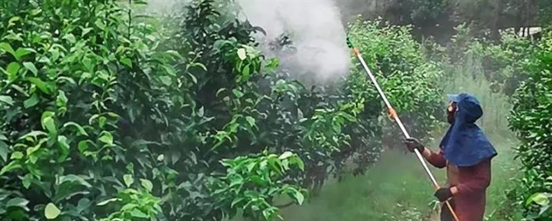 柑橘树的病虫害防治方法，要定期进行修剪和喷洒药剂