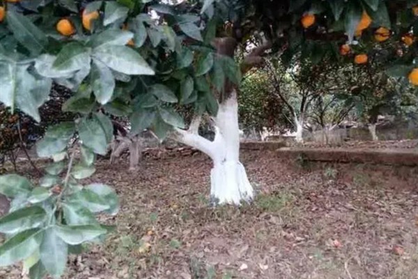 柑橘树的病虫害防治方法，要定期进行修剪和喷洒药剂