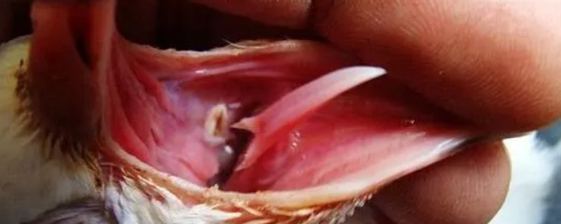 鹦鹉毛滴虫病介绍，主要侵害上消化道