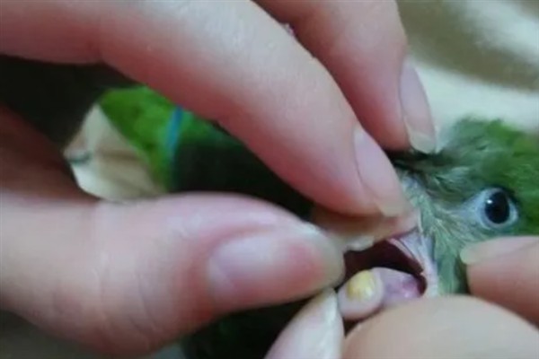鹦鹉毛滴虫病介绍，主要侵害上消化道