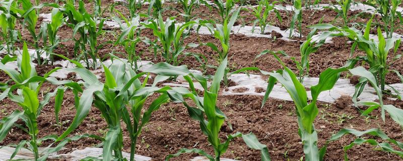 玉米黄苗的原因，根部缺水干旱、土壤有机质含量低都会引发