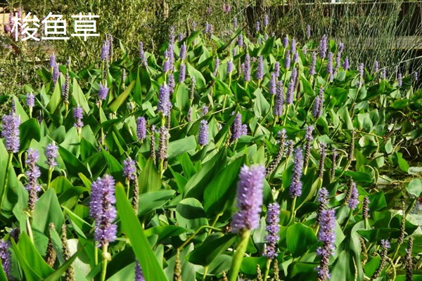 再力花与梭鱼草的区别是什么，花形和叶片均不同