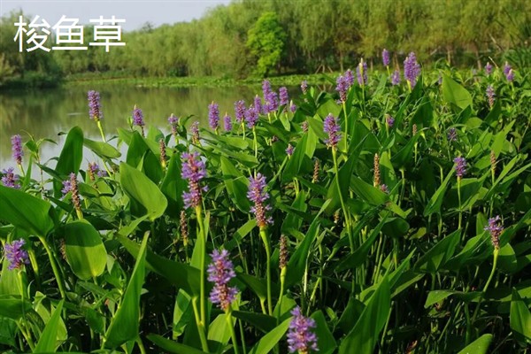 再力花与梭鱼草的区别是什么，花形和叶片均不同