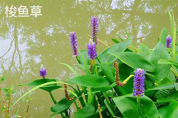 再力花与梭鱼草的区别是什么，花形和叶片均不同