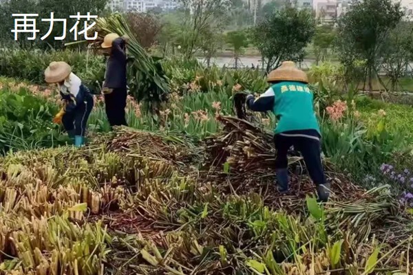 再力花与梭鱼草的区别是什么，花形和叶片均不同