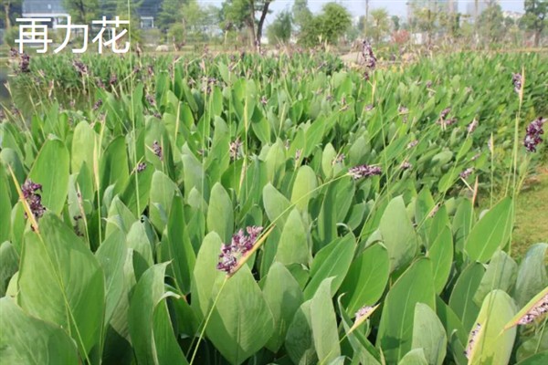 再力花与梭鱼草的区别是什么，花形和叶片均不同