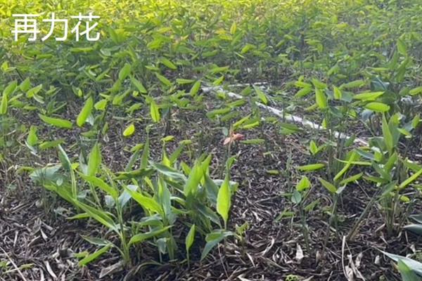 再力花与梭鱼草的区别是什么，花形和叶片均不同