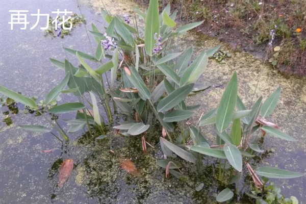 再力花与梭鱼草的区别是什么，花形和叶片均不同