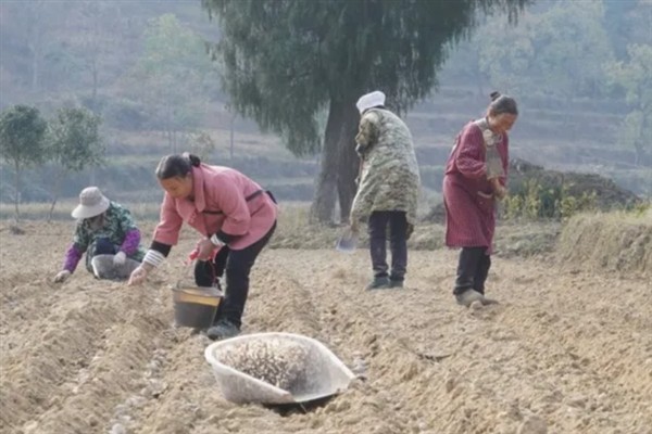 再力花与梭鱼草的区别是什么，花形和叶片均不同