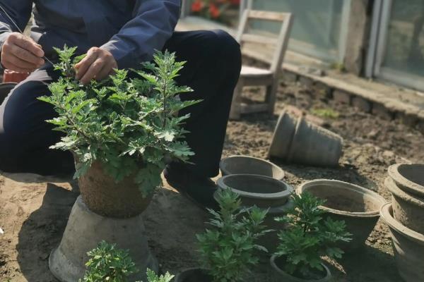 怎么养五色菊，浇水可以采用喷洒的方法