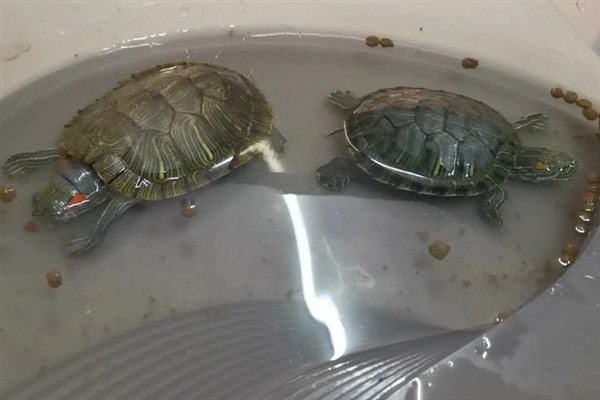 夏季乌龟多久喂食一次，要根据乌龟的体型大小来判断