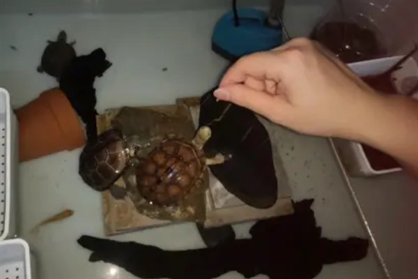 夏季乌龟多久喂食一次，要根据乌龟的体型大小来判断