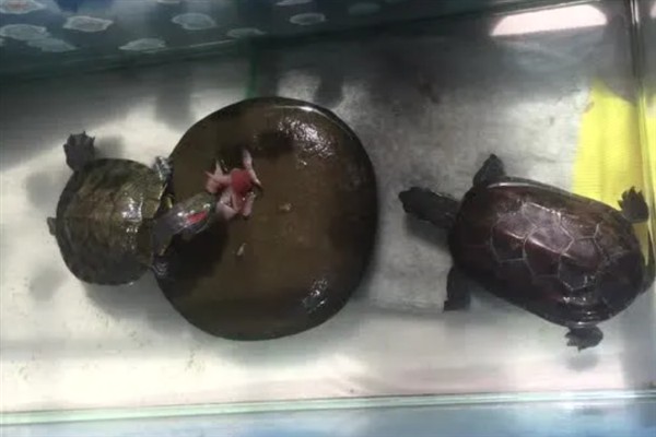 夏季乌龟多久喂食一次，要根据乌龟的体型大小来判断