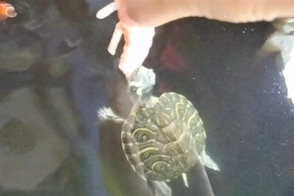 夏季乌龟多久喂食一次，要根据乌龟的体型大小来判断
