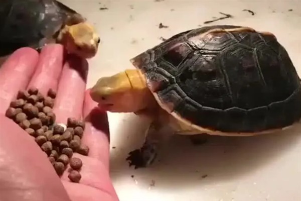 夏季乌龟多久喂食一次，要根据乌龟的体型大小来判断