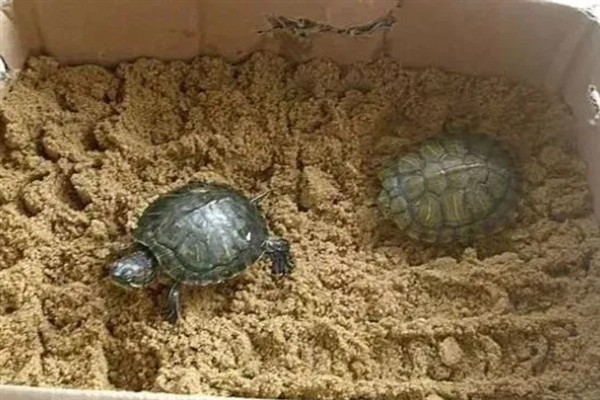 夏季乌龟多久喂食一次，要根据乌龟的体型大小来判断
