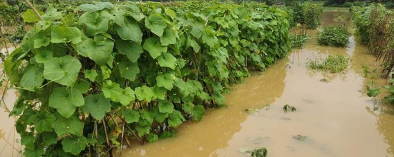 涝害会造成什么问题，会引发土壤缺氧、肥料流失等情况