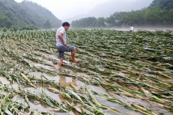 涝害会造成什么问题,会引发土壤缺氧、肥料流失等情况