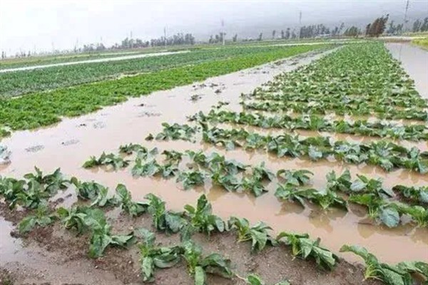 涝害会造成什么问题,会引发土壤缺氧、肥料流失等情况