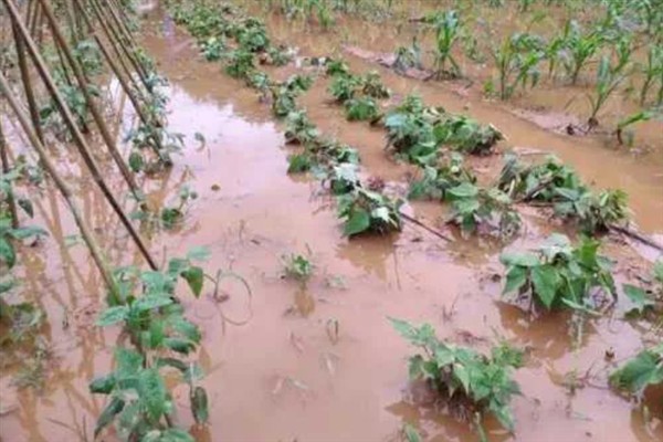 涝害会造成什么问题,会引发土壤缺氧、肥料流失等情况