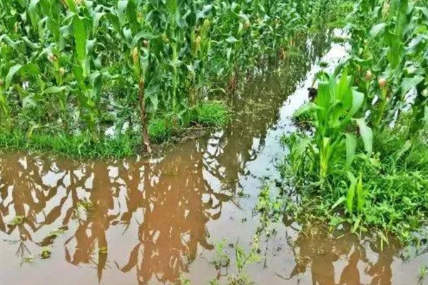涝害会造成什么问题,会引发土壤缺氧、肥料流失等情况