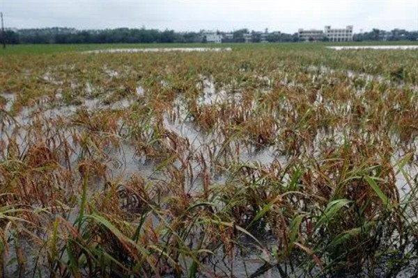 涝害会造成什么问题,会引发土壤缺氧、肥料流失等情况