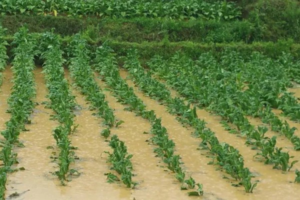 涝害会造成什么问题,会引发土壤缺氧、肥料流失等情况