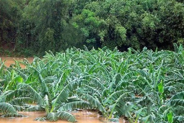 涝害会造成什么问题,会引发土壤缺氧、肥料流失等情况