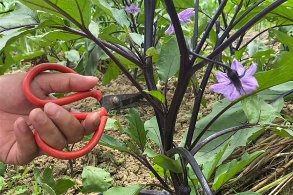 涝害会造成什么问题,会引发土壤缺氧、肥料流失等情况