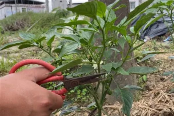 涝害会造成什么问题,会引发土壤缺氧、肥料流失等情况