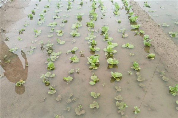 涝害会造成什么问题,会引发土壤缺氧、肥料流失等情况