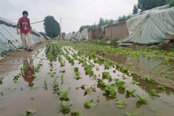 涝害会造成什么问题,会引发土壤缺氧、肥料流失等情况