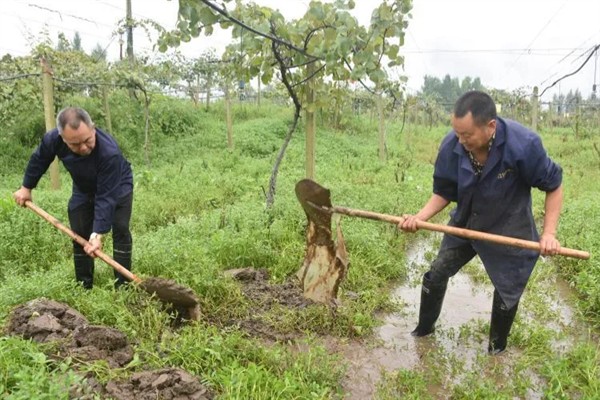 涝害会造成什么问题,会引发土壤缺氧、肥料流失等情况