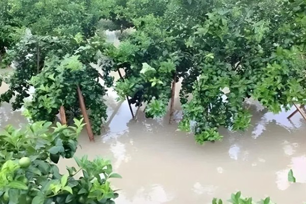 涝害会造成什么问题,会引发土壤缺氧、肥料流失等情况