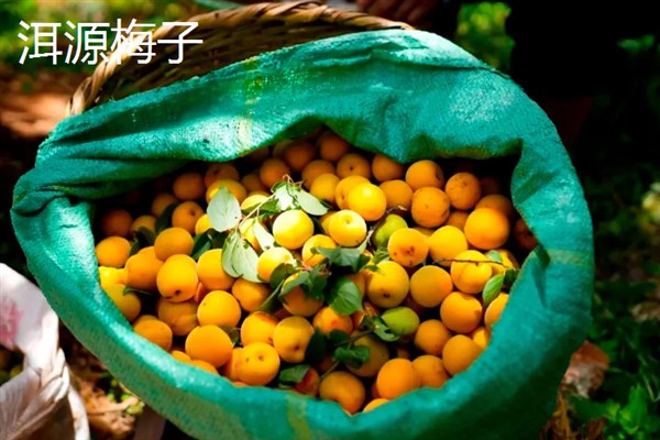 梅子的产地，全国各地均有分布