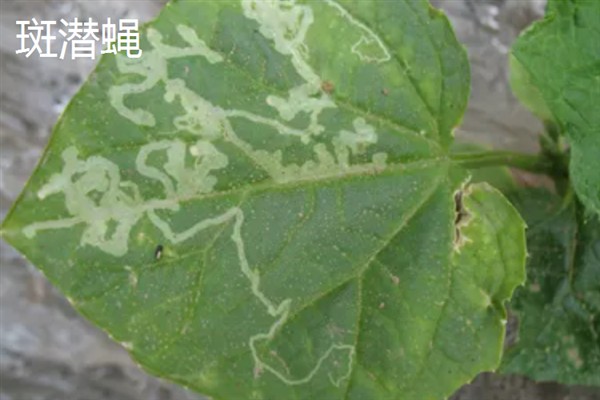 黄瓜的常见病虫害，常见霜霉病、蚜虫、斑潜蝇等种类