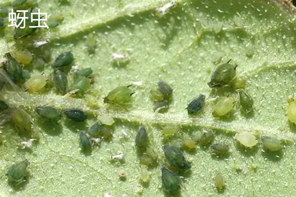 黄瓜的常见病虫害，常见霜霉病、蚜虫、斑潜蝇等种类
