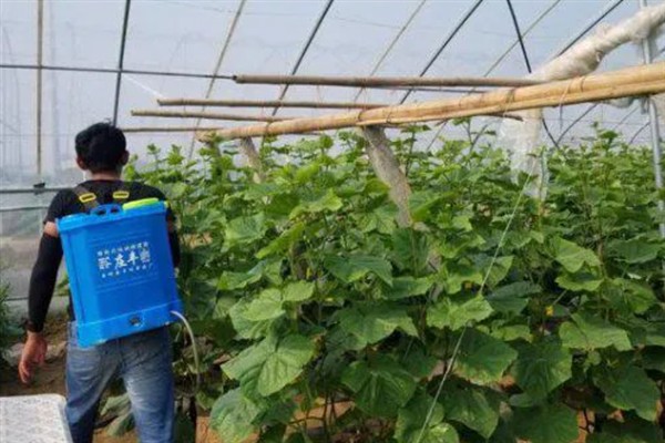 黄瓜的常见病虫害，常见霜霉病、蚜虫、斑潜蝇等种类