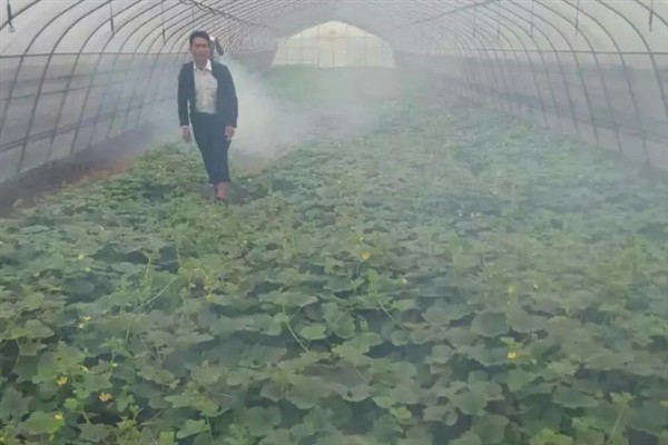 黄瓜的常见病虫害，常见霜霉病、蚜虫、斑潜蝇等种类