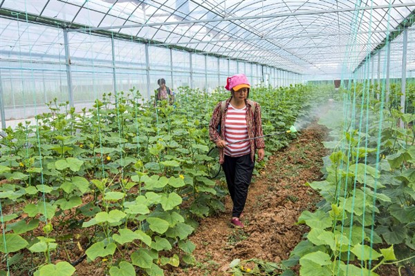黄瓜的常见病虫害，常见霜霉病、蚜虫、斑潜蝇等种类