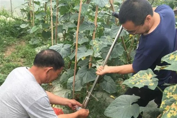 黄瓜的常见病虫害，常见霜霉病、蚜虫、斑潜蝇等种类