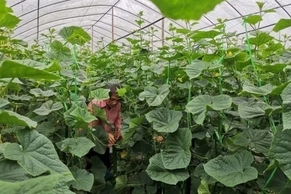 黄瓜的常见病虫害，常见霜霉病、蚜虫、斑潜蝇等种类