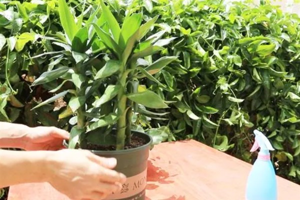 富贵竹叶尖发黄干枯如何处理，需补充营养和及时换水