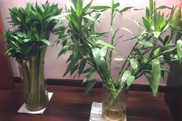 富贵竹叶尖发黄干枯如何处理，需补充营养和及时换水