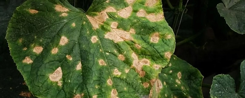 黄瓜的常见病虫害，常见霜霉病、蚜虫、斑潜蝇等种类